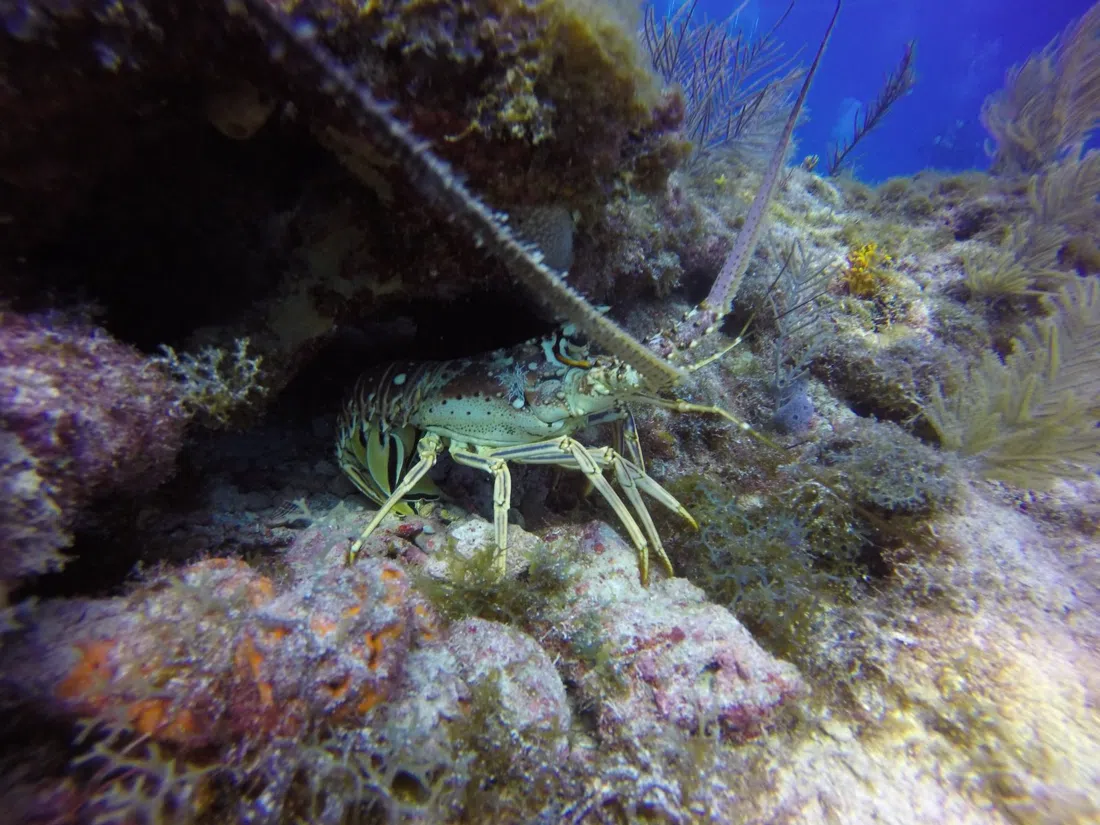 Scuba-Fun, Miami