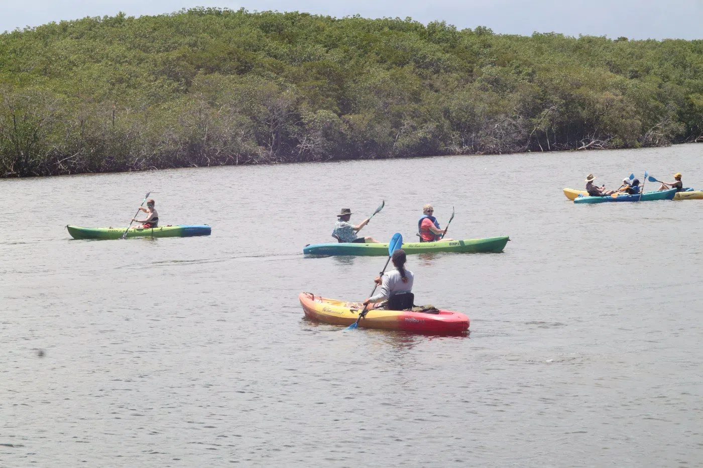 Biscayne National Park Institute — Mangroves & Seagrass / Jones Lagoon paddles, Miami